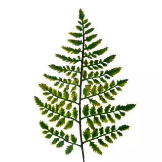 Hoja helecho artificial verde 46 · Hojas y ramas artificiales