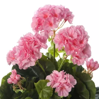 Planta geranio artificial rosa 37