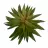 Echeveria walpoleana artificial verde 15 · Crasas y cactus artificiales · La La Llimona home