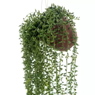 Seneci colgante verde artificial · Plantas colgantes artificiales · La Llimona home