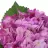 Hortensia artificial lila 52 · Flores artificiales · La Llimona home