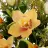 Ramo rosas y cymbidiums artificiales amarillos 41 · Funerario · Ramos flores artificiales cementerio · La Llimona home