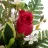 Ramo rosas y cymbidiums artificiales rojos 41 · Funerario · Ramos flores artificiales cementerio · La Llimona home