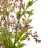 Laucium artificial cereza 70 · Hojas y ramas artificiales · La Llimona home