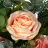 Ramo rosas y hortensias artificiales salmón 49. Funerario. Ramos,flores artificiales cementerio