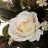 Ramo proteas y rosas artificiales crema 62. Funerario. Ramos,flores artificiales cementerio