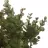 Eucalipto artificial verde 40 · Rellenos artificiales · La Llimona home