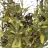 Bush artificial semillas lavanda verde 35 · Rellenos artificiales · La Llimona home