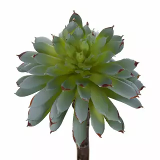 Mini aeonium crasa artificial verde claro 11. Crasas y cactus artificiales