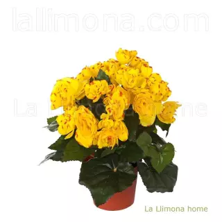 Planta begonias artificiales amarillas 24 · La Llimona home